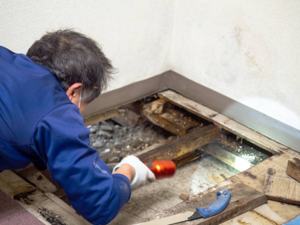 Best Office Mold Removal Services  in Gila Bend, AZ