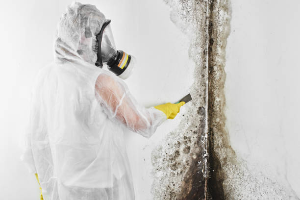 Crawl Space Mold Removal in Gila Bend, AZ