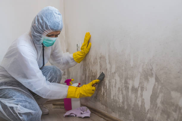 Best Commercial Mold Removal  in Gila Bend, AZ