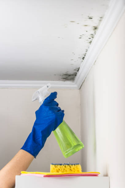 Best Emergency Mold Removal  in Gila Bend, AZ